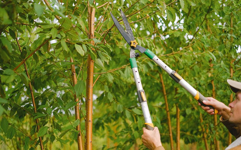 Tree trimming in Eagleville, CA